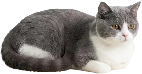 Cat Right